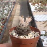 Frailea phaeodisca