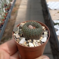 Frailea phaeodisca
