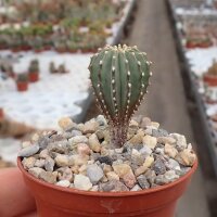 Geohintonia mexicana wurzelecht!