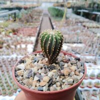 Geohintonia mexicana wurzelecht!