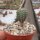 Geohintonia mexicana wurzelecht!