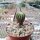 Geohintonia mexicana wurzelecht!