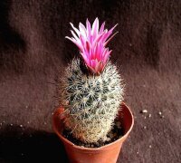 Gymnocactus beguinii CITES, not outside EU