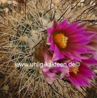 Gymnocactus beguinii v. senilis CITES, not outside EU