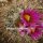 Gymnocactus beguinii v. senilis CITES, not outside EU