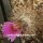Gymnocactus beguinii v. senilis CITES, not outside EU