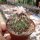 Gymnocactus gielsdorfianus CITES, not outside EU
