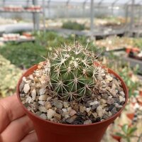 Gymnocactus horripilus CITES