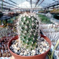Gymnocactus horripilus CITES