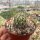 Gymnocactus horripilus CITES