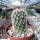 Gymnocactus horripilus CITES