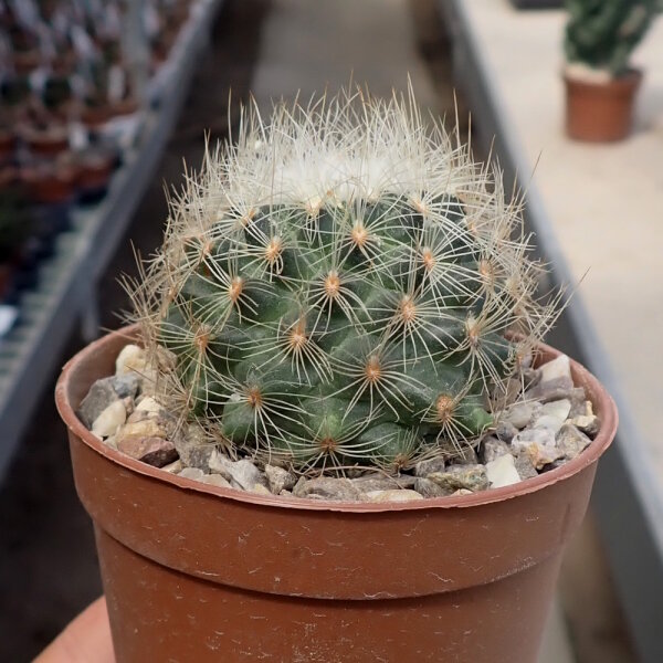 Gymnocactus knuthianus CITES, not outside EU