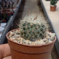 Gymnocactus knuthianus CITES, not outside EU