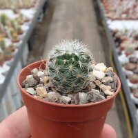Gymnocactus knuthianus CITES, not outside EU