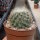 Gymnocactus knuthianus CITES, not outside EU