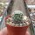 Gymnocactus knuthianus CITES, not outside EU