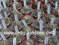 Gymnocactus saueri CITES, not outside EU
