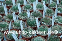 Gymnocactus saueri CITES, not outside EU