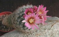 Gymnocactus subterraneus v. zaragossae CITES, not outside EU
