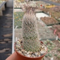 Gymnocactus subterraneus v. zaragossae CITES, not outside EU