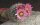 Gymnocactus subterraneus v. zaragossae CITES, not outside EU
