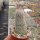 Gymnocactus subterraneus v. zaragossae CITES, not outside EU