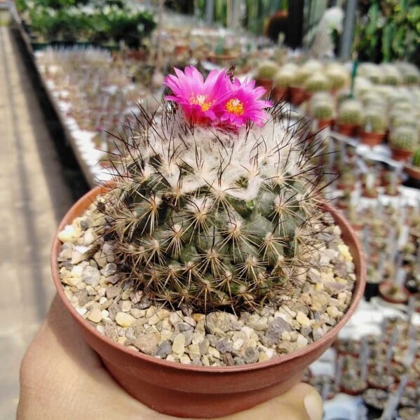 Gymnocactus viereckii v. neglegtus L 1159  CITES, not outside EU