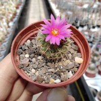 Gymnocactus viereckii v. neglegtus L 1159  CITES, not outside EU