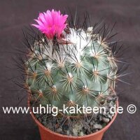 Gymnocactus viereckii v. neglegtus L 1159  CITES, not outside EU