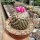 Gymnocactus viereckii v. neglegtus L 1159  CITES, not outside EU