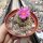 Gymnocactus viereckii v. neglegtus L 1159  CITES, not outside EU