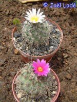 Gymnocactus viereckii v. major L 730 CITES, not outside EU