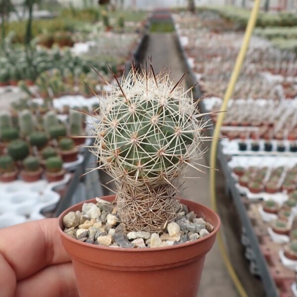 Gymnocactus wrobelianus CITES, not outside EU