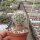 Gymnocactus wrobelianus CITES, not outside EU