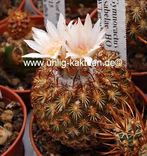 Gymnocactus ysabelae CITES, not outside EU