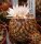Gymnocactus ysabelae CITES, not outside EU