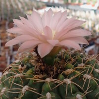 Gymnocalycium cv. Atilio