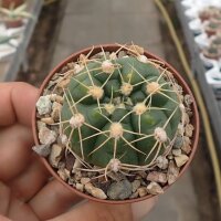 Gymnocalycium cv. Atilio