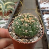Gymnocalycium cv. Atilio