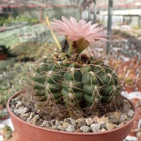 Gymnocalycium cv. Atilio