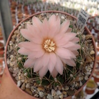 Gymnocalycium cv. Atilio
