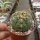 Gymnocalycium cv. Atilio