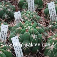 Gymnocalycium aff. saglionis