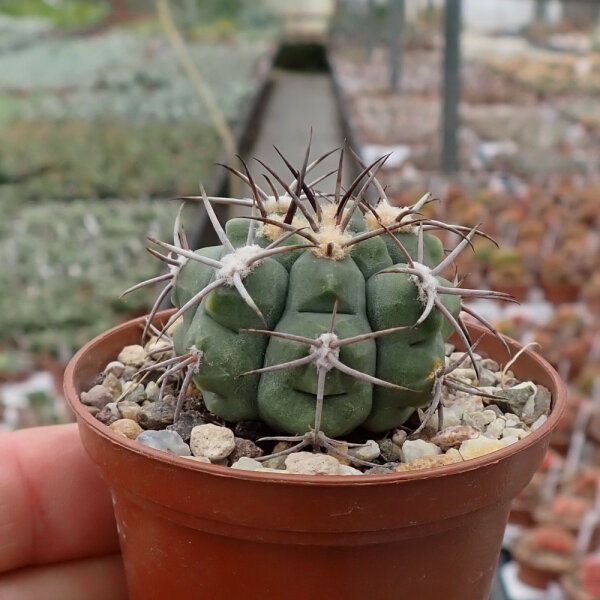 Gymnocalycium ambatoense