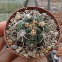 Gymnocalycium ambatoense