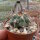 Gymnocalycium ambatoense
