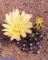 Gymnocalycium andreae (dw)