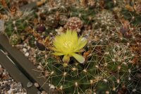 Gymnocalycium andreae (dw)