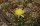 Gymnocalycium andreae (dw)
