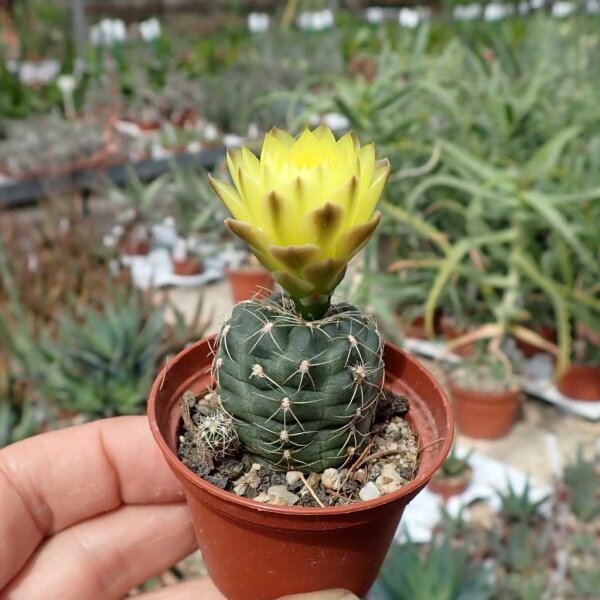 Gymnocalycium andreae P 213